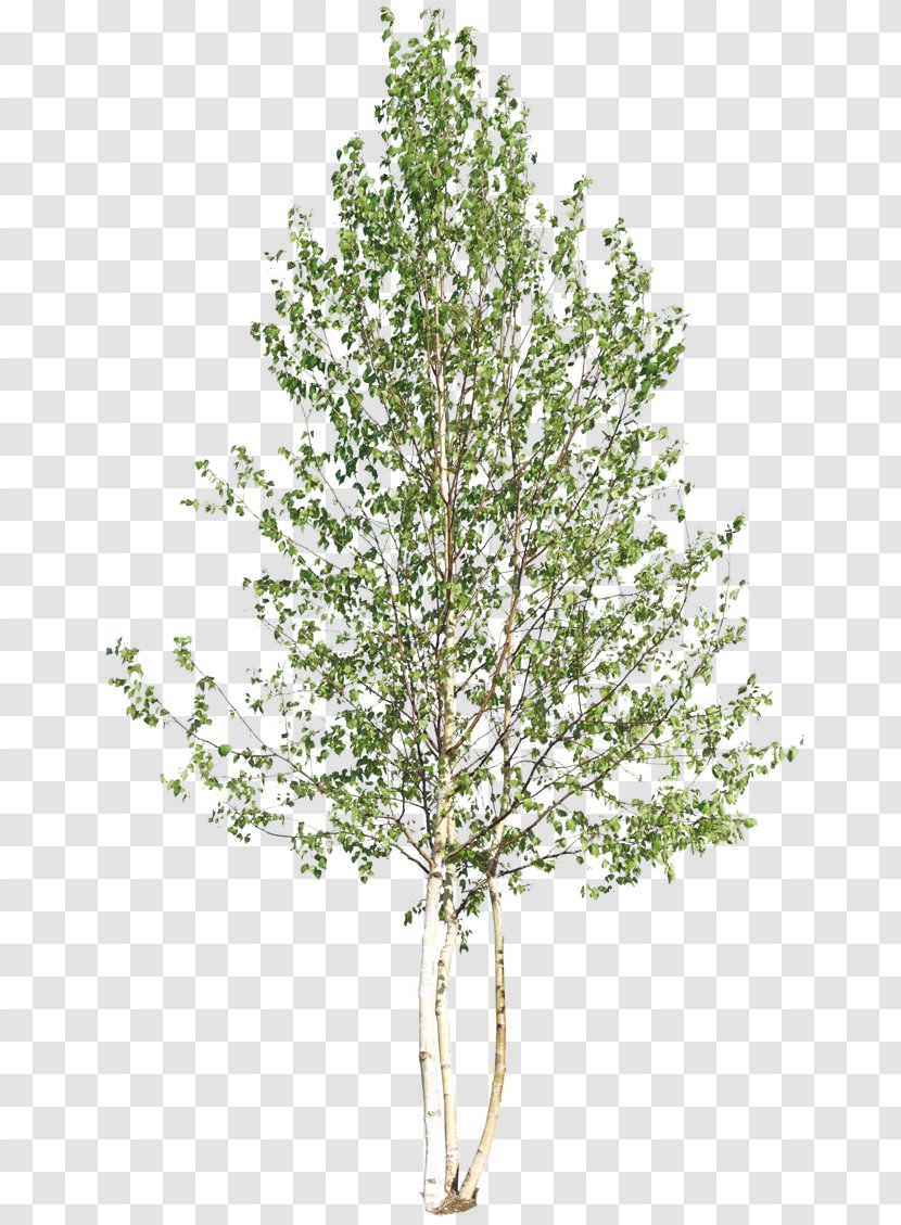 Tree Woody Plant Shrub - Birch Family - Top Transparent PNG