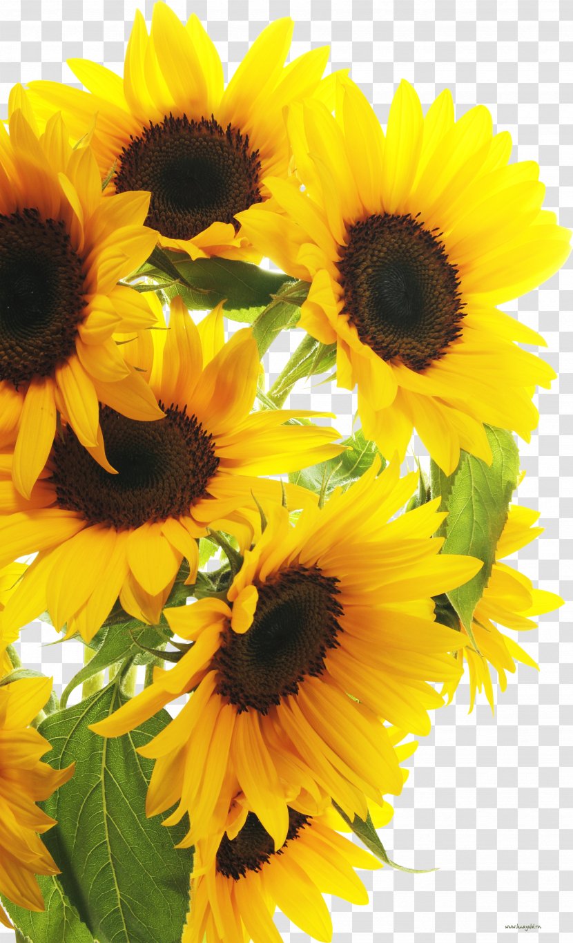 Clip Art Photography Image Common Sunflower - Seed - Flower Transparent PNG