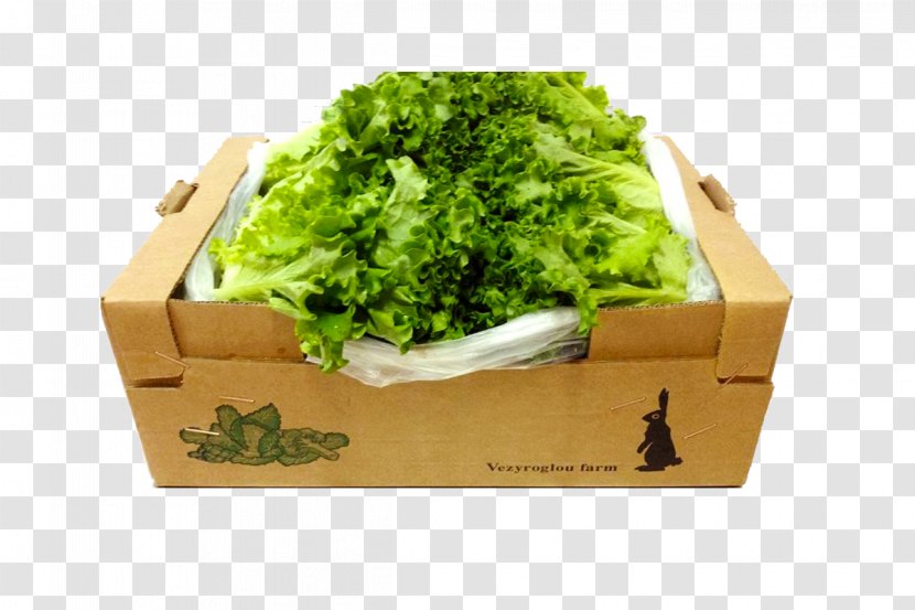 Romaine Lettuce Vegetarian Cuisine Spring Greens Leaf Vegetable - Farm Fresh Transparent PNG