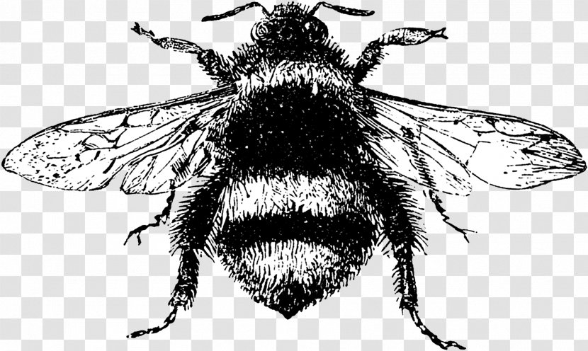 Bumblebee Illustration Drawing Image - Blowflies - Bee Transparent PNG