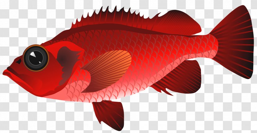 Sashimi Fish Clip Art - Coral Trout - Fishing Transparent PNG