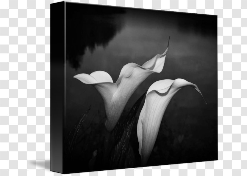 Monochrome Photography Still Life - Stock - Callalily Transparent PNG