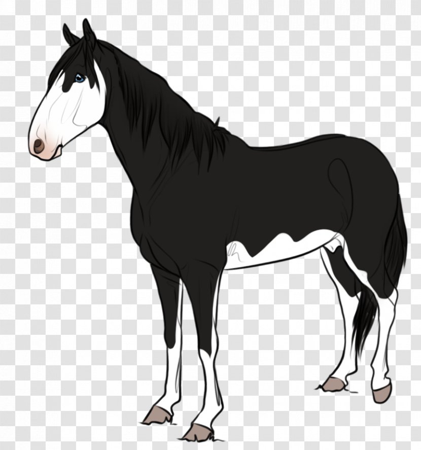 Foal Stallion Mustang Mane Mare - Yonni Meyer Transparent PNG