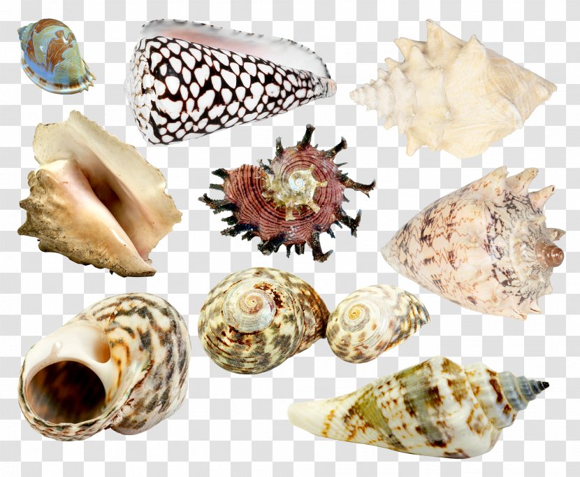 Seashell Sea Snail Clip Art Transparent PNG