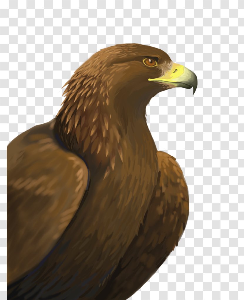 Bald Eagle Bird Of Prey Golden - Accipitriformes - Background Transparent PNG
