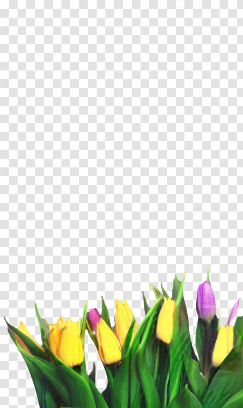 Flowers Background - Petal - Crocus Bud Transparent PNG