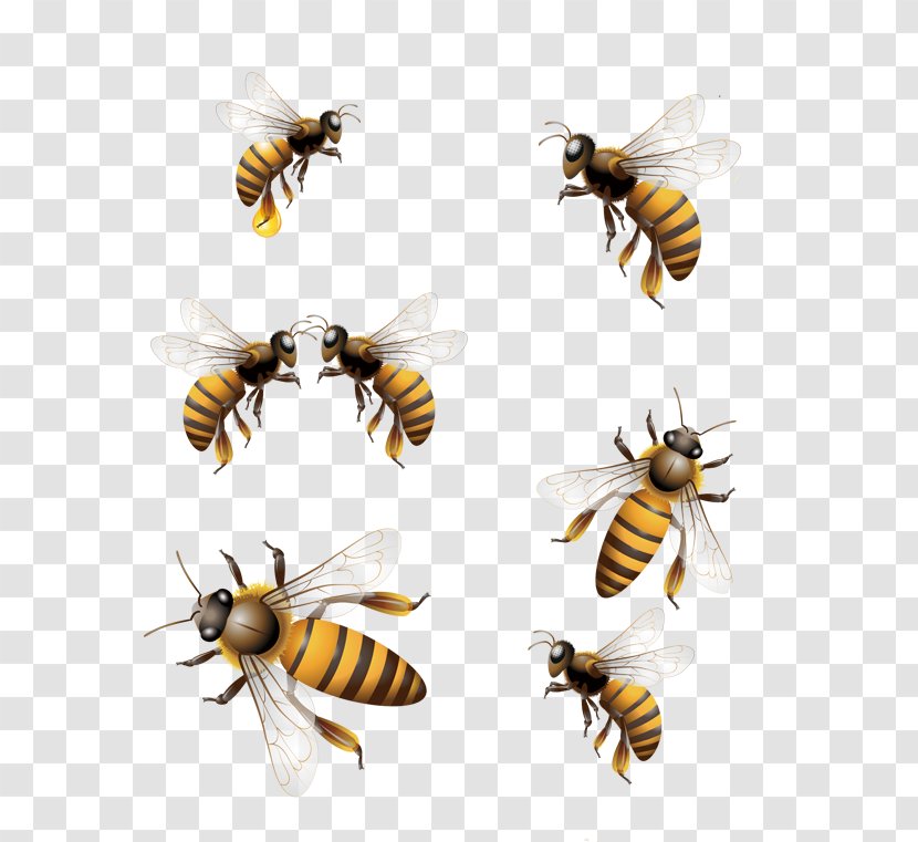 Honey Bee Hornet Worker - Pest - Demeanor Different Transparent PNG