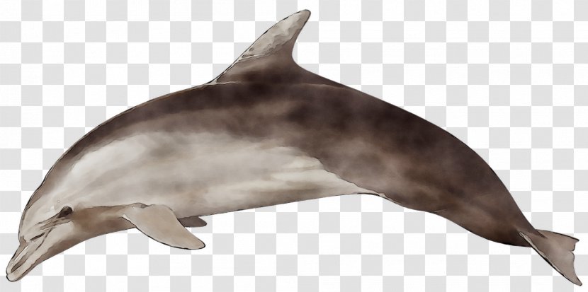 Common Bottlenose Dolphin Short-beaked Spinner Striped - Sea Transparent PNG