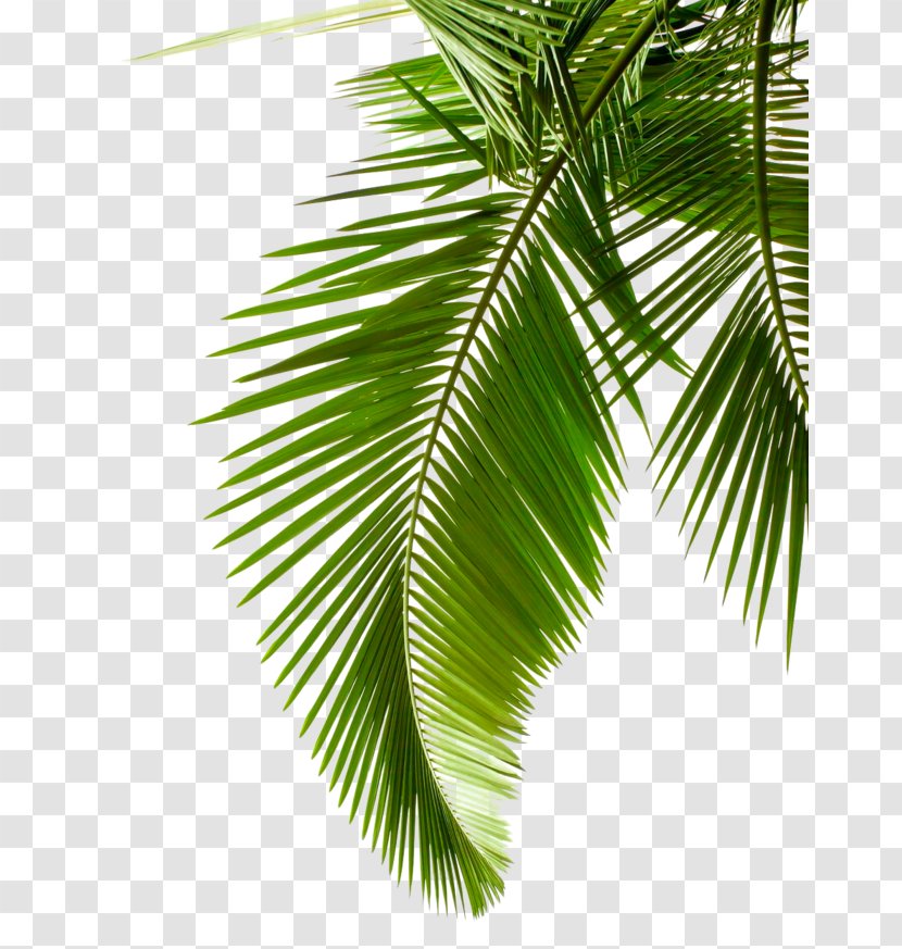 Palm Tree - Arecales - Flower Branch Transparent PNG