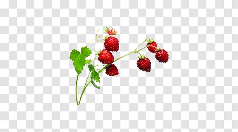 Musk Strawberry Aedmaasikas - Creative Transparent PNG