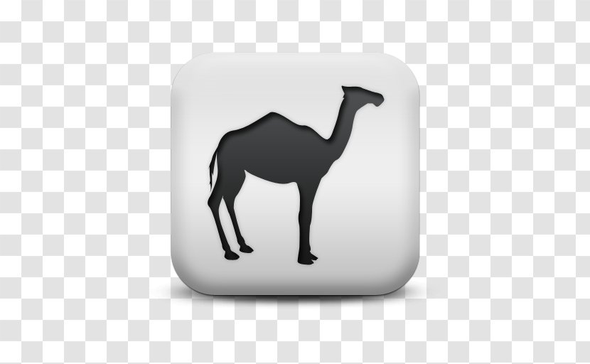 Dromedary Bactrian Camel Llama Vicuña - Greeting Note Cards Transparent PNG