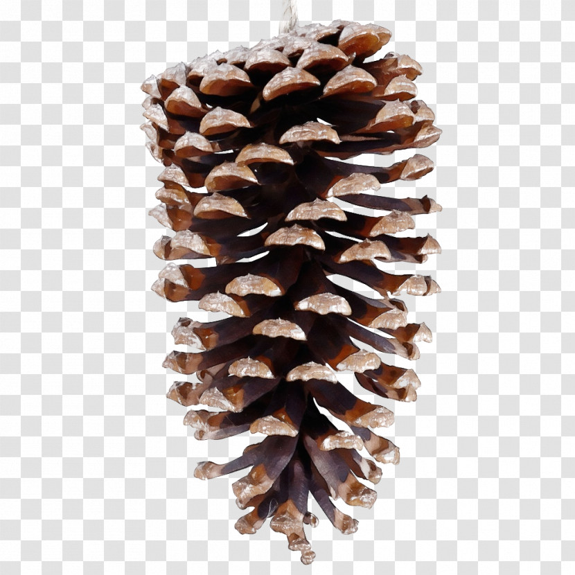 Pine Conifers Pine Family Transparent PNG