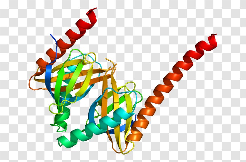 APPL1 Signal Transducing Adaptor Protein Endosome OCRL - Kinase Transparent PNG