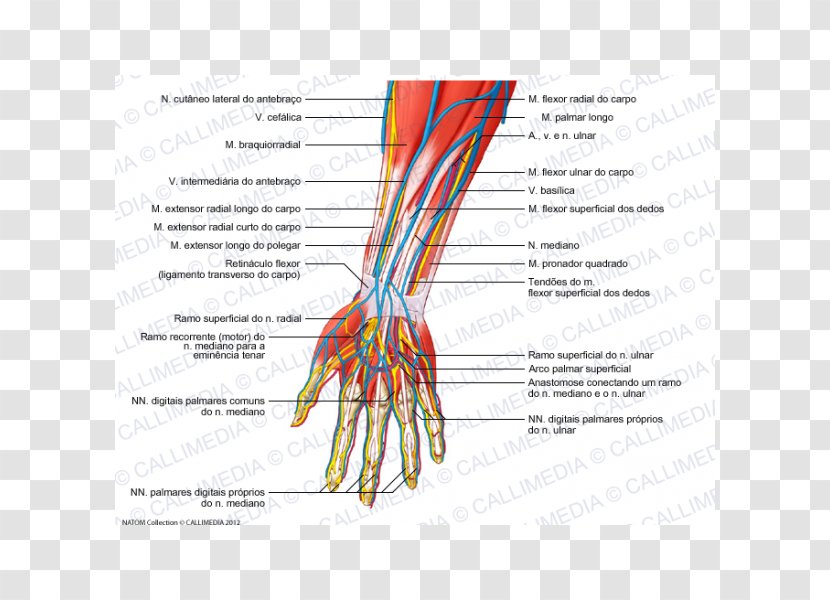 Radial Nerve Forearm Human Anatomy Blood Vessel - Cartoon - Hand Transparent PNG