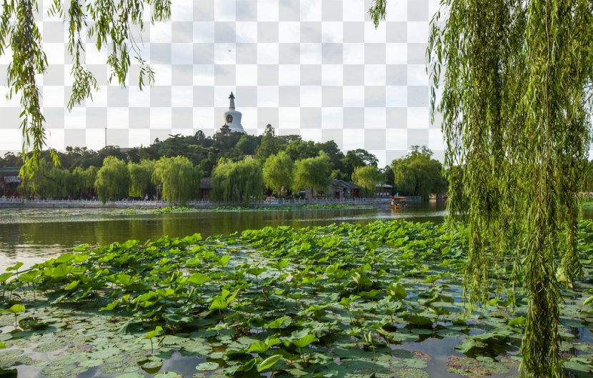 Water Resources Vegetation Wetland Landscape Garden - Beihai Park Transparent PNG