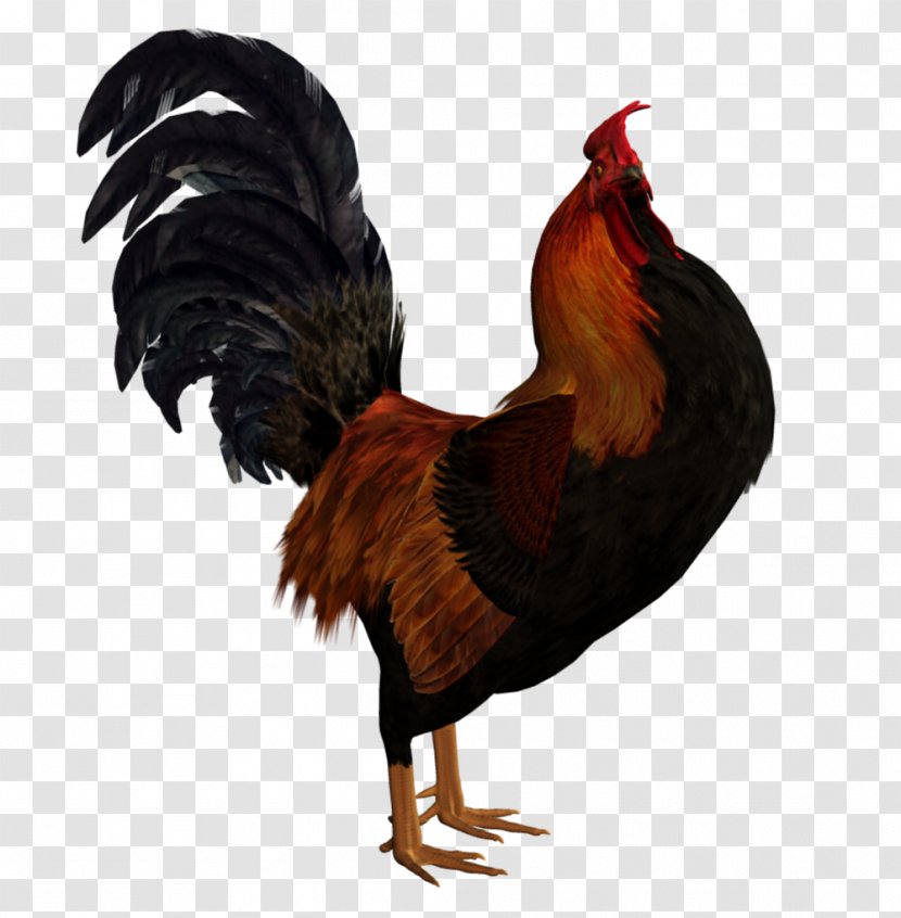 Rooster Chicken Subaru Poultry Drawing - Feather Transparent PNG