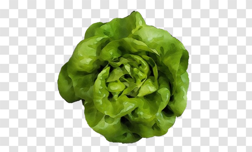 Green Leaf Vegetable Lettuce Iceburg Plant - Watercolor - Food Transparent PNG
