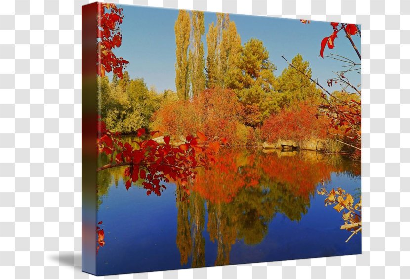 Maple Leaf Gallery Wrap Canvas Art Photography - Printmaking - Autumn Price To Transparent PNG