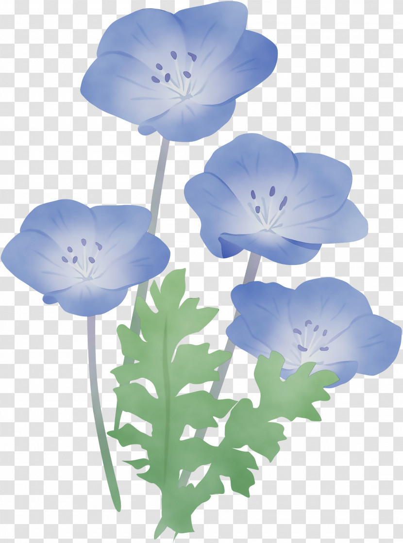 Flower Petal Plant Baby Blue Eyes Wildflower Transparent PNG