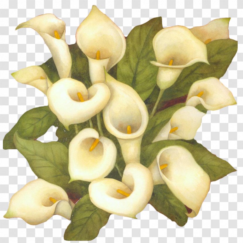 The Art Of Painting Flower Arum-lily - Calas - White Calla Bouquet Transparent PNG