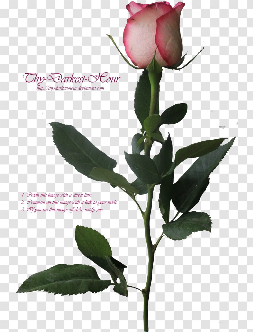Garden Roses Centifolia Flower Plant Stem Clip Art - Cut Flowers Transparent PNG