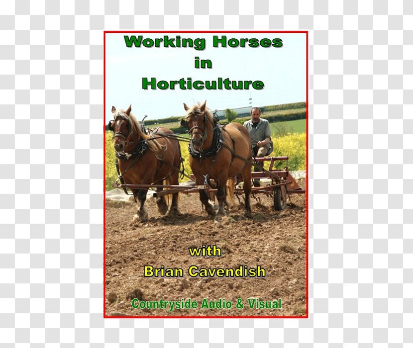 Mule Shire Horse Percheron Draft Stallion - Western Riding - Enterprise Leaflets Transparent PNG