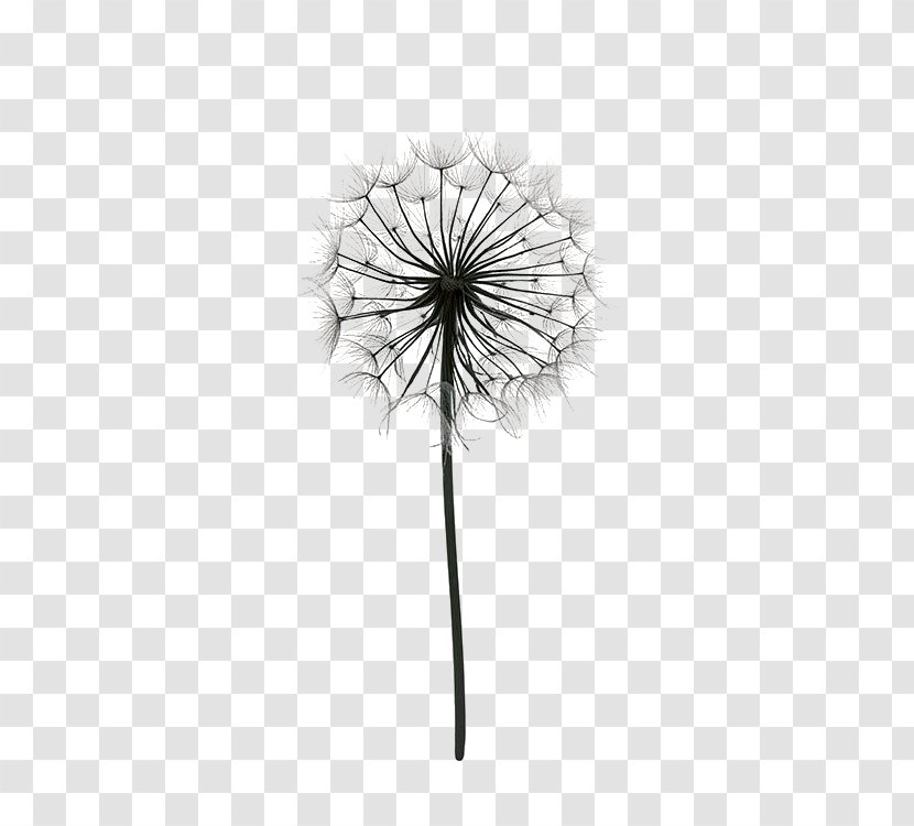 Paper Drawing Poster Dandelion Black And White - Flower - Cartoon Transparent PNG