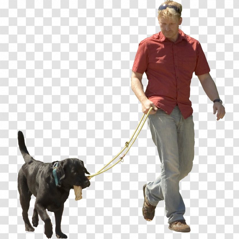 Dog Walking Pet Sitting Puppy Shock Collar - Carnivoran - Dogs Transparent PNG