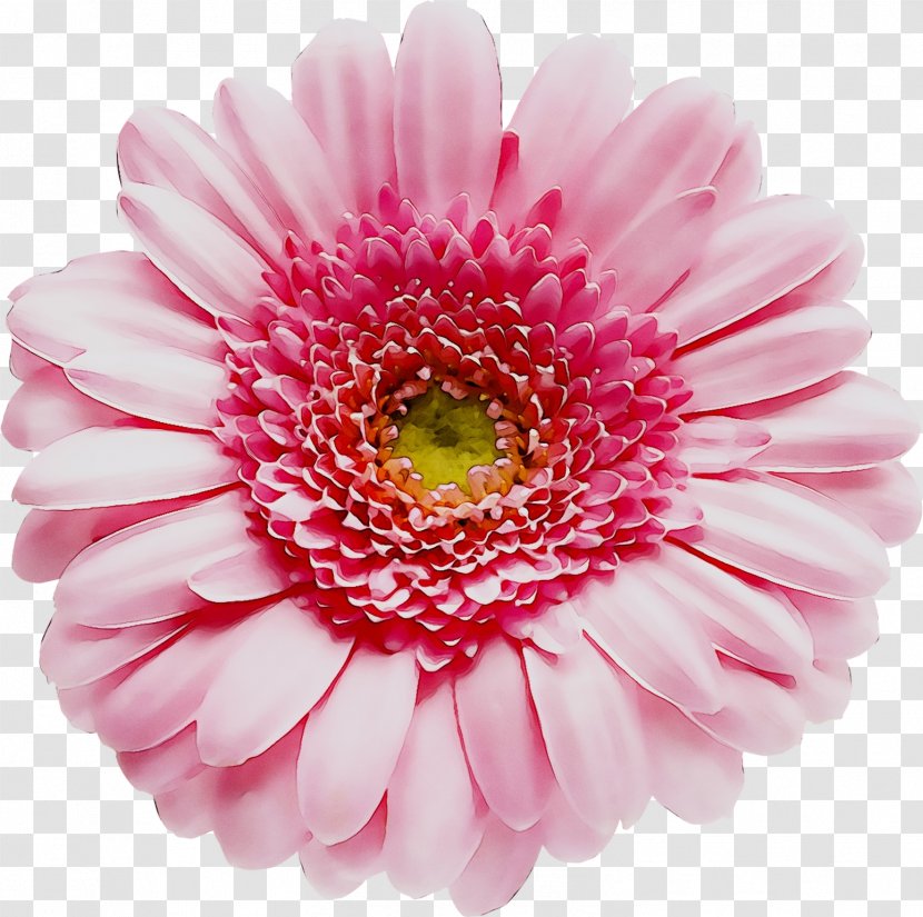 Clip Art Flower Image Vector Graphics - Barberton Daisy Transparent PNG