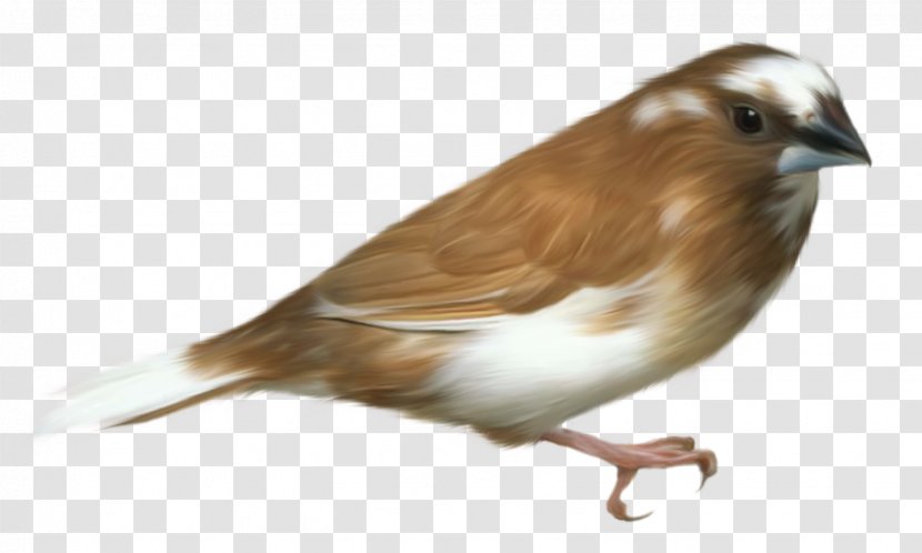Bird Penguin Clip Art - Sparrow - Transparent Cliparts Transparent PNG