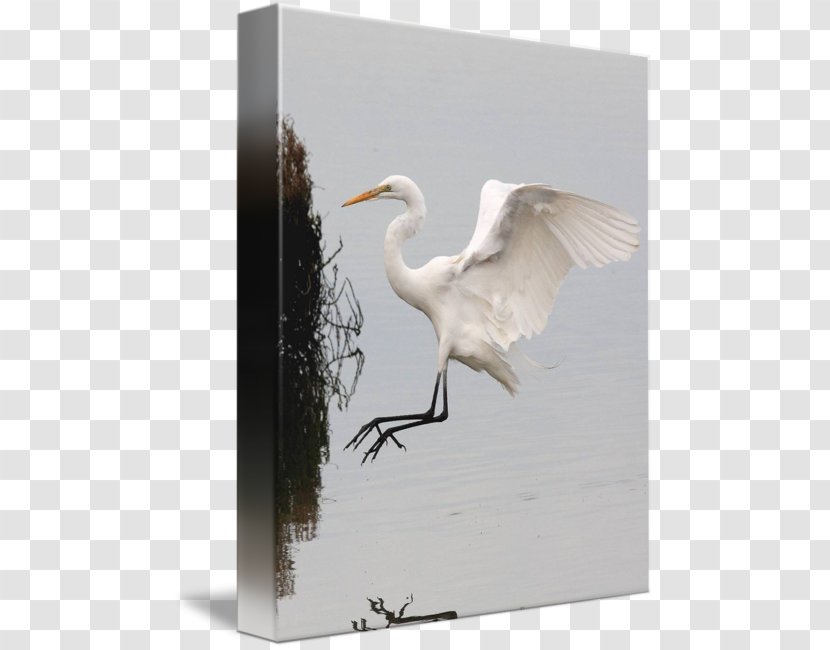 Great Egret Fujian White Crane Bird - Like - On Water Transparent PNG
