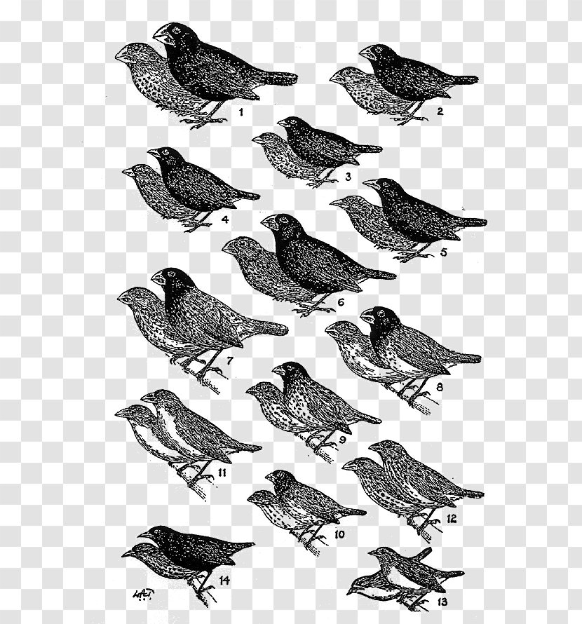 Darwin's Finches Galápagos Islands Drawing American Sparrows - Songbird - Wing Transparent PNG