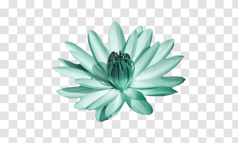 Green Turquoise - Flower Transparent PNG