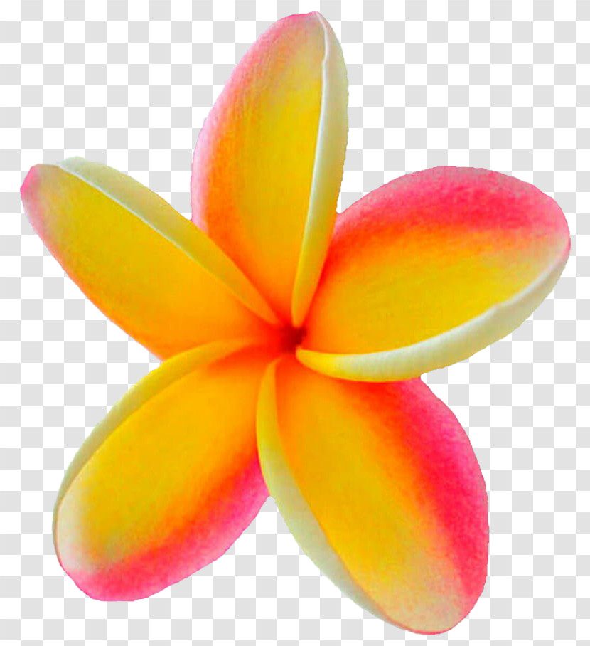 Petal Frangipani Flower Plant Transparent PNG