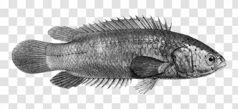 Climbing Gourami Freshwater Fish Anabas Testudineus - Tiger Transparent PNG