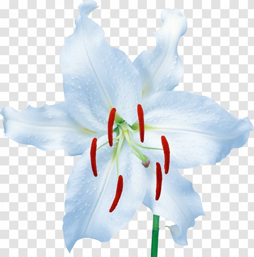 Image Desktop Wallpaper Video Copyright - Flowering Plant - Firelily Transparent PNG