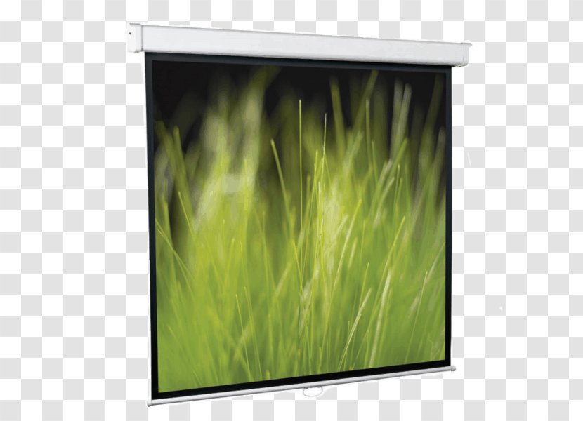 Projection Screens Display Device Computer Monitors Price Multimedia Projectors - Grass Family - Projector Accessory Transparent PNG