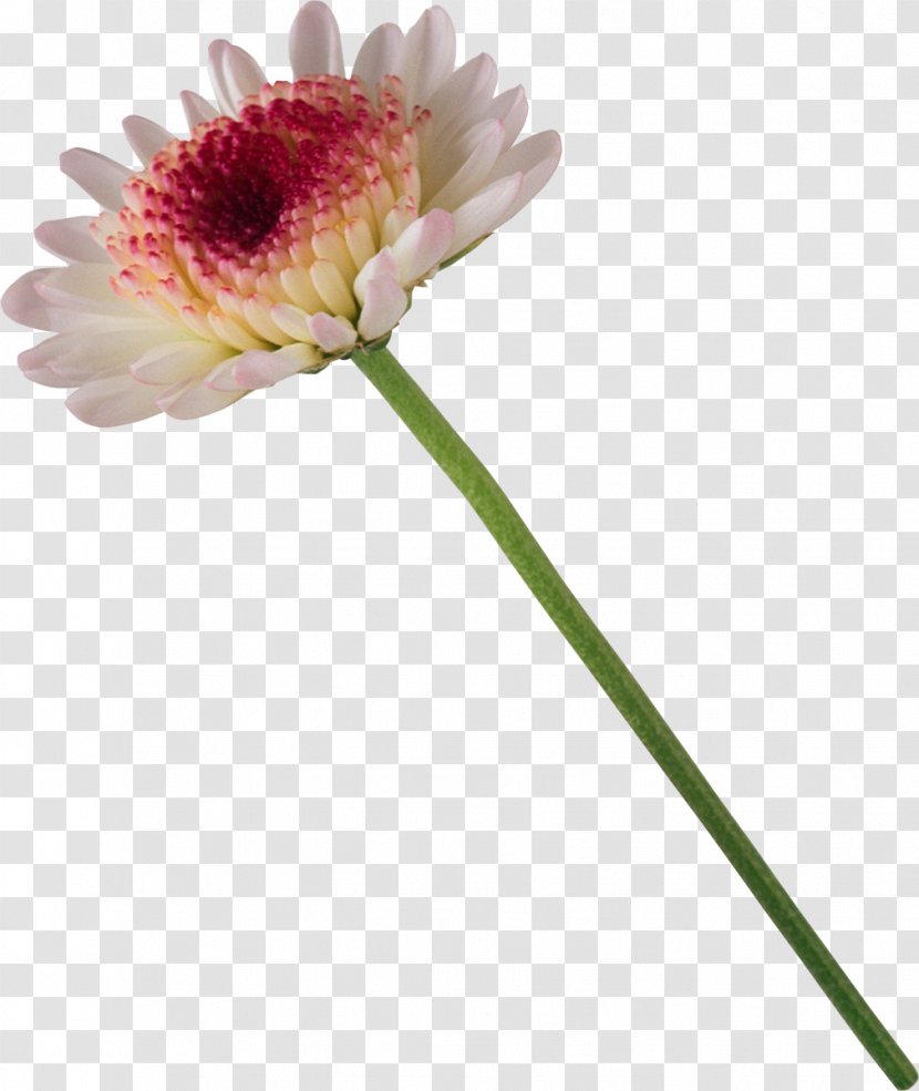 Flower Bouquet - Bud - Chrysanthemum Transparent PNG