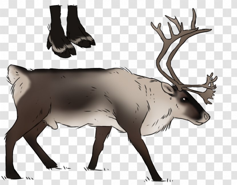 Reindeer Elk Vertebrate Cattle - Antler Transparent PNG