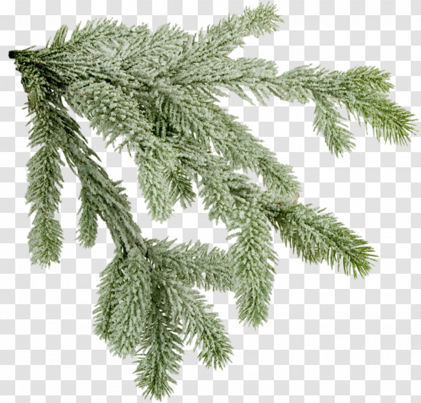 Norway Spruce Tree Fir Branch - Christmas Branches Picture Transparent PNG