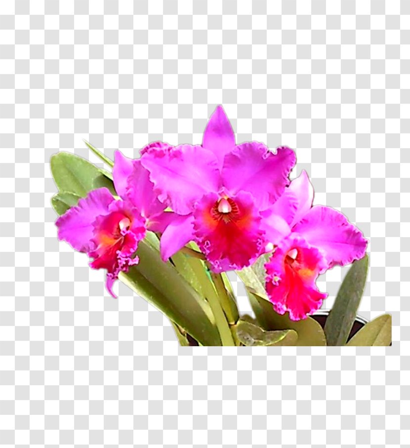 Flower - Floristry - Floral Elements Transparent PNG