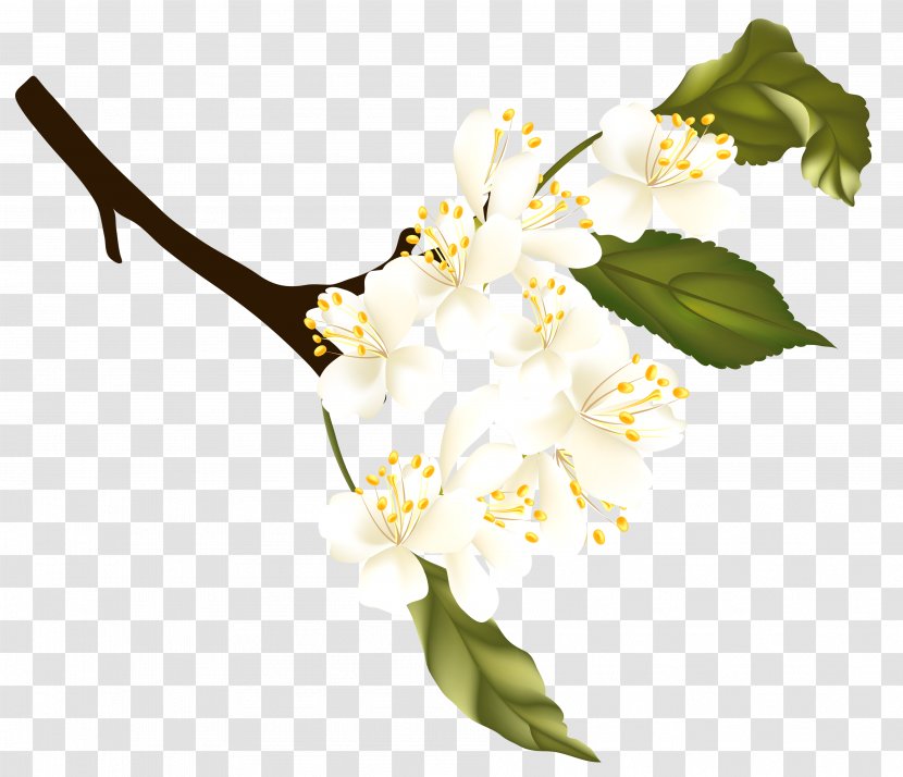 Spring Clip Art - Auglis - Branch Transparent PNG