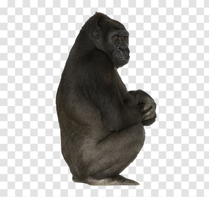 Western Gorilla Common Chimpanzee Primate Mammal Animal - Black Transparent PNG