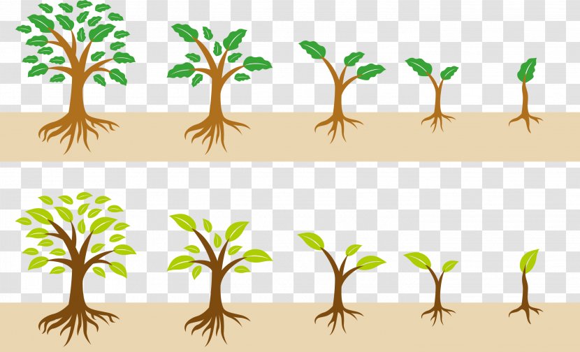 The Growth Of A Tree - Plant - Organism Transparent PNG