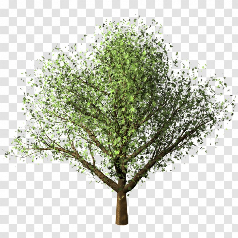 Clipping Path Maple Tree Birch - Twig Transparent PNG