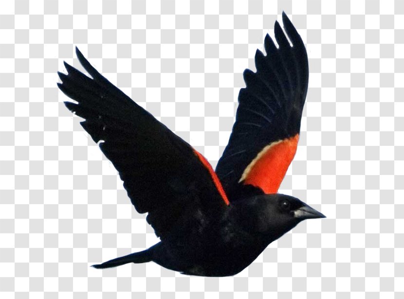 Red-winged Blackbird Common National Audubon Society - Redwinged - Bird Transparent PNG