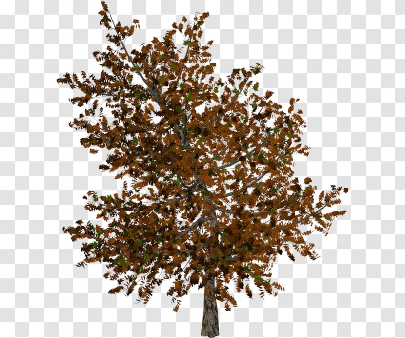 Twig Tree Autumn Clip Art Transparent PNG