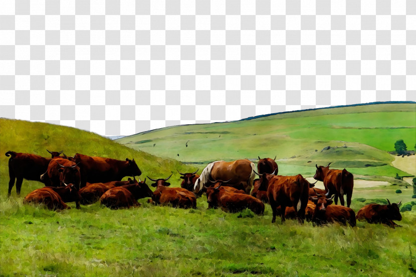 Steppe Grassland Grazing Farm Rural Area Transparent PNG