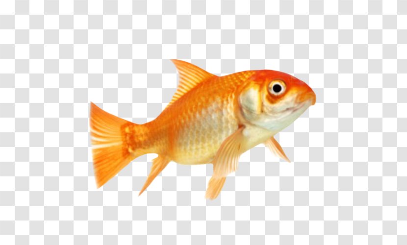 Goldfish Animal Clip Art - Tail - Fish Transparent PNG