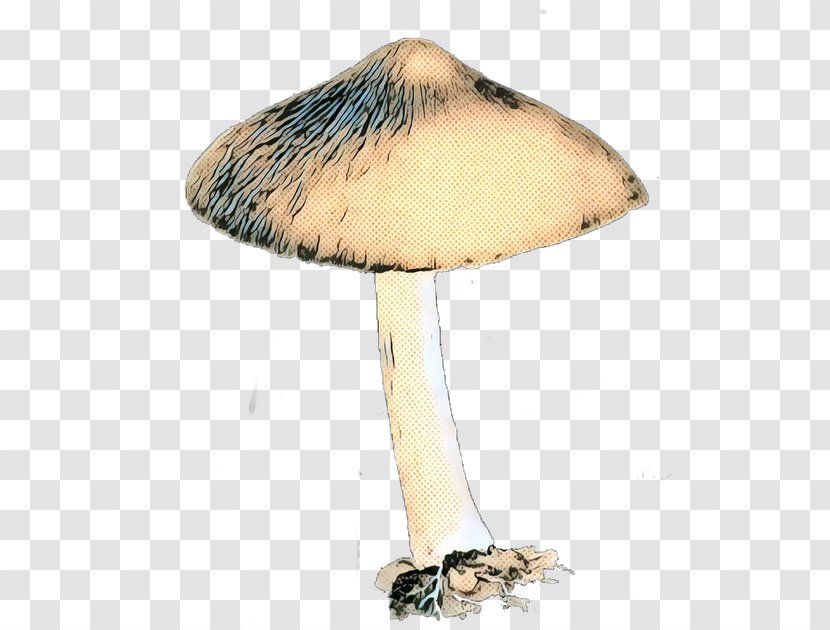 Mushroom - Fungus - Champignon Transparent PNG